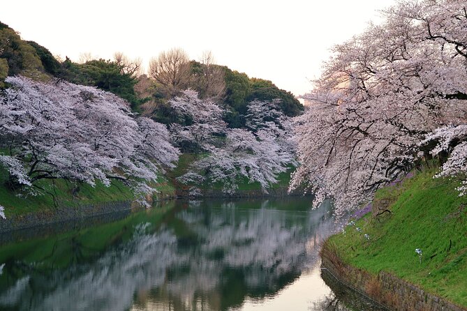 Cherry Blossom Private Tour - Imperial Palace: a useful first look at sakura