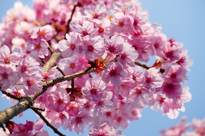 Cherry Blossom Private Tour - Roppongi Hill: blossoms with an urban setting
