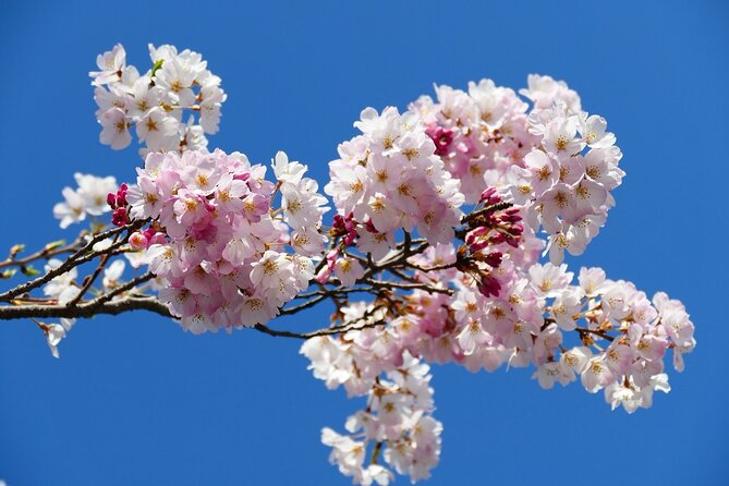 Cherry Blossom Private Tour - Why the private vehicle changes the experience