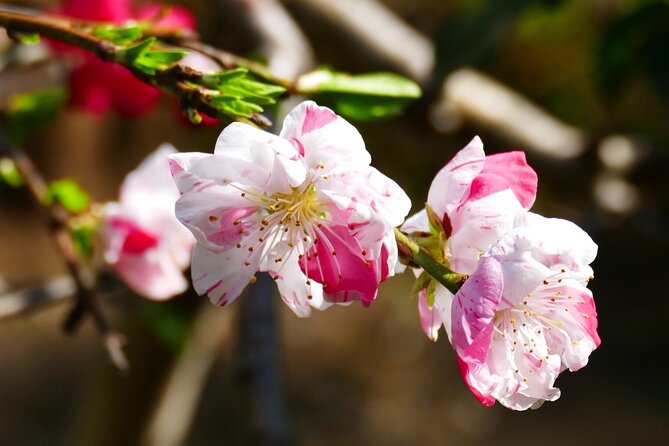 Cherry Blossom Private Tour - Sakura timing: the factor no operator can control