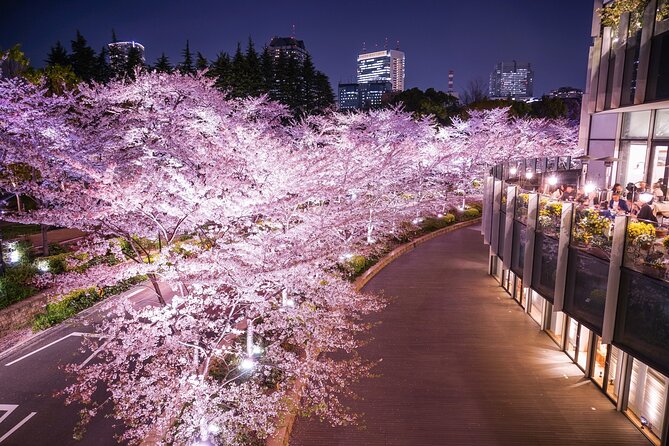 Cherry Blossom Private Tour - Akasaka: quieter streets and less crowded photos