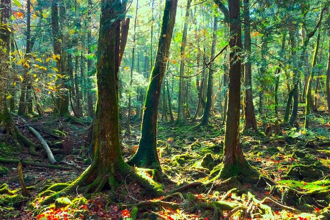 Explore Mt. Fuji Ice Cave in Aokigahara Forest - Walking through the Sea of Trees