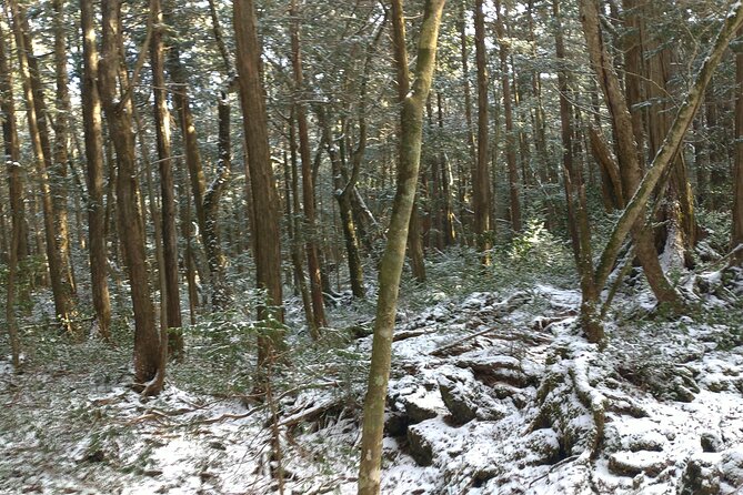 Exploring Mt Fuji Ice Cave and Sea of Trees Forest - Three hours, small groups, and transport