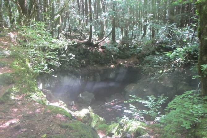 Exploring Mt Fuji Ice Cave and Sea of Trees Forest - Who should book this experience?