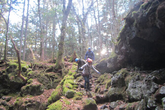 Exploring Mt Fuji Ice Cave and Sea of Trees Forest - Walking through the Sea of Trees