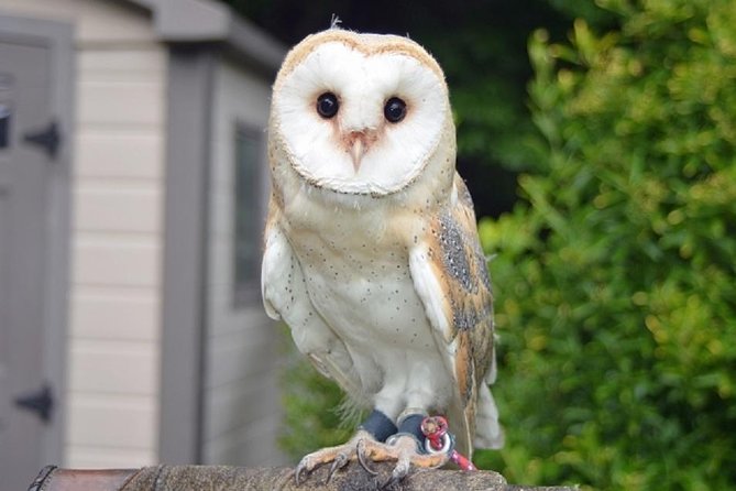 Freely set up plans Guided Private Tours in Tokyo - Ueno Zoo: a substantial family stop