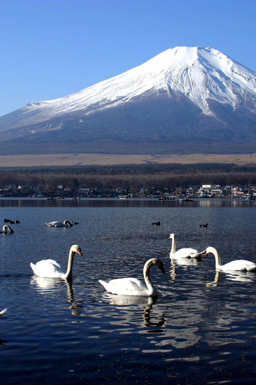 From Tokyo: Fuji Mountain Area - FujiQ - Lake Kawaguchiko - Chureito Pagoda - Oshino Hakkai and its clear spring pools