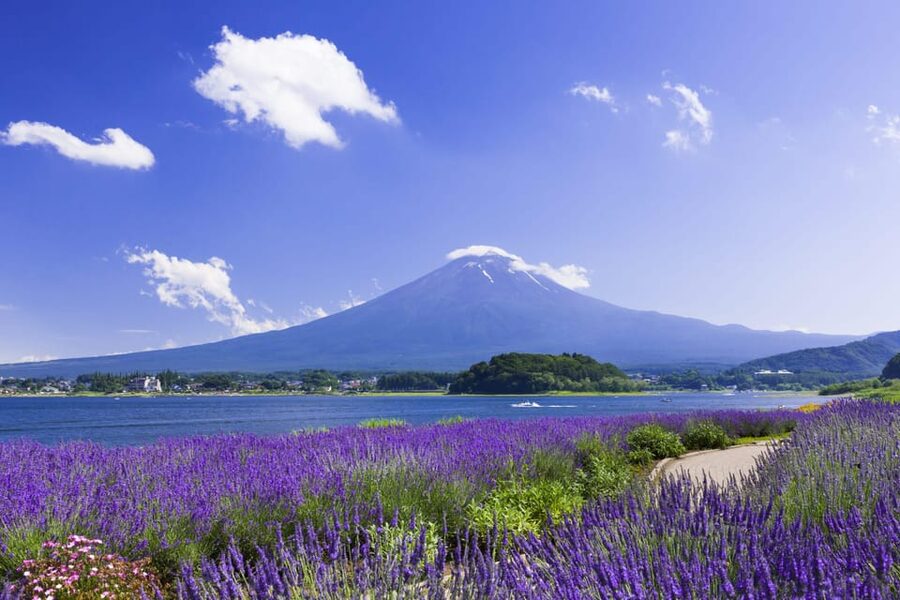 From Tokyo: Fuji Mountain Area - FujiQ - Lake Kawaguchiko - Chureito Pagoda - Oishi Park and the first Fuji photo