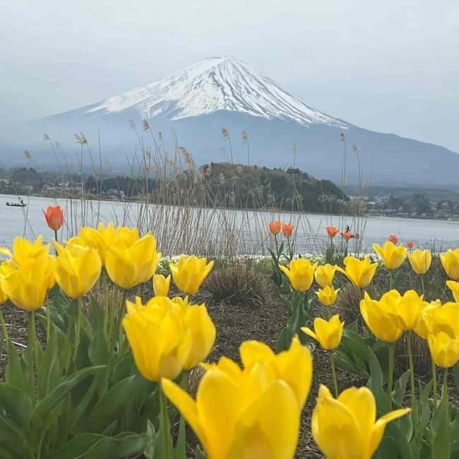 From Tokyo: Mount Fuji Full-Day Private Tour (Customizable) - How the customization works in real life