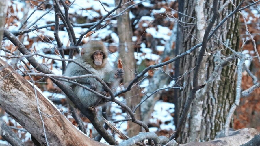 From Tokyo: Private Tour Snow Monkey Park & Zenko-ji Temple - Who will enjoy this private Nagano day
