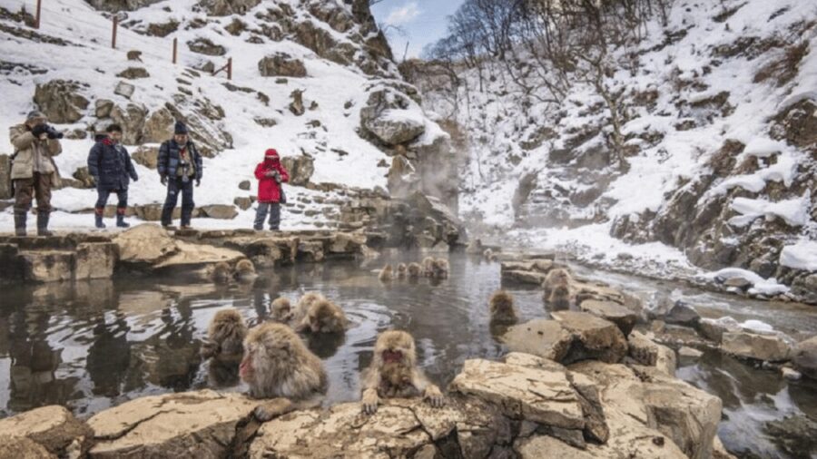 From Tokyo: Private Tour Snow Monkey Park & Zenko-ji Temple - Why the snow monkeys make this long day worthwhile