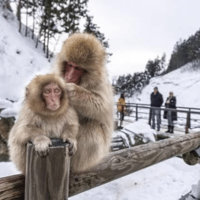 From Tokyo: Private Tour Snow Monkey Park & Zenko-ji Temple - The private vehicle matters more than the luxury label