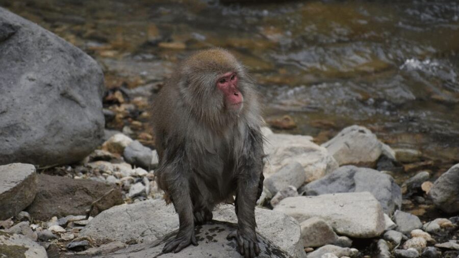 From Tokyo: Private Tour Snow Monkey Park & Zenko-ji Temple - The $445 group price can be strong value