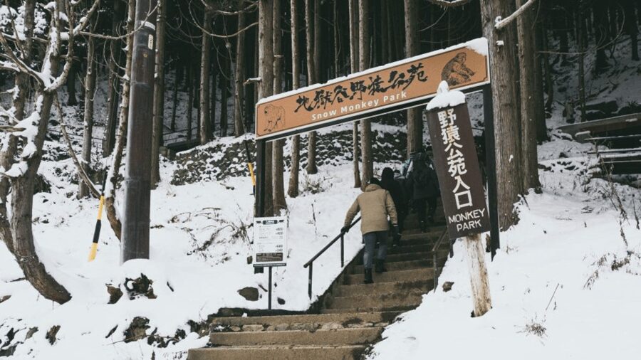 From Tokyo: Private Tour Snow Monkey Park & Zenko-ji Temple - Timing from Tokyo is the main practical issue
