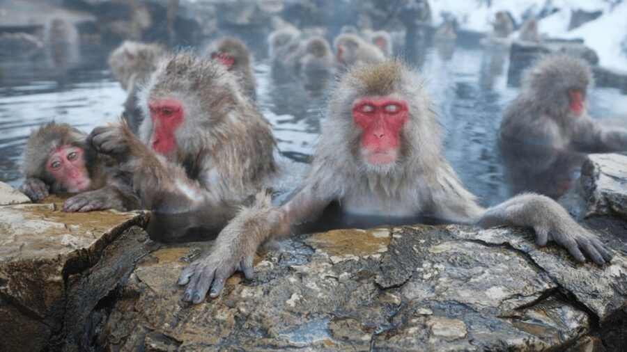 From Tokyo: Private Tour Snow Monkey Park & Zenko-ji Temple - Zenko-ji Temple gives the day a strong cultural center