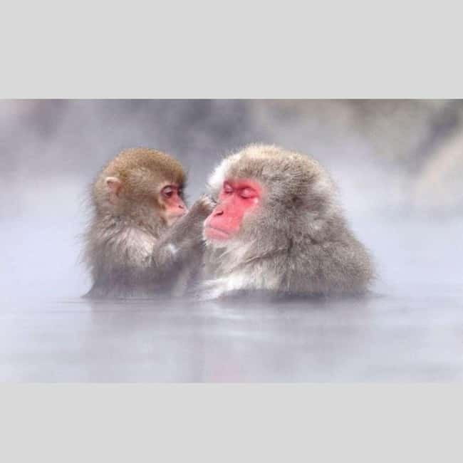 From Tokyo: Snow Monkey Park and Miso Production Day Tour - Quick points before you book