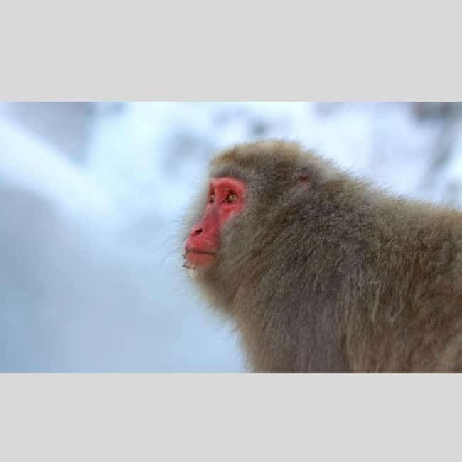 From Tokyo: Snow Monkey Park and Miso Production Day Tour - Obuse connects food, art, and small-town Nagano