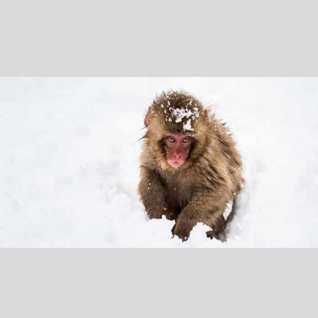 From Tokyo: Snow Monkey Park and Miso Production Day Tour - The private vehicle is the real convenience
