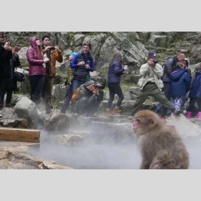 From Tokyo: Snow Monkey Park and Miso Production Day Tour - Drivers add value through flexibility and care
