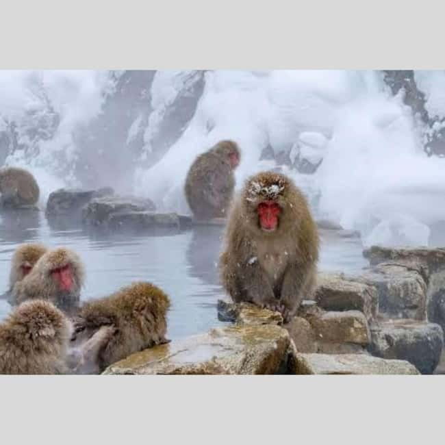 From Tokyo: Snow Monkey Park and Miso Production Day Tour - Build the day around your priorities