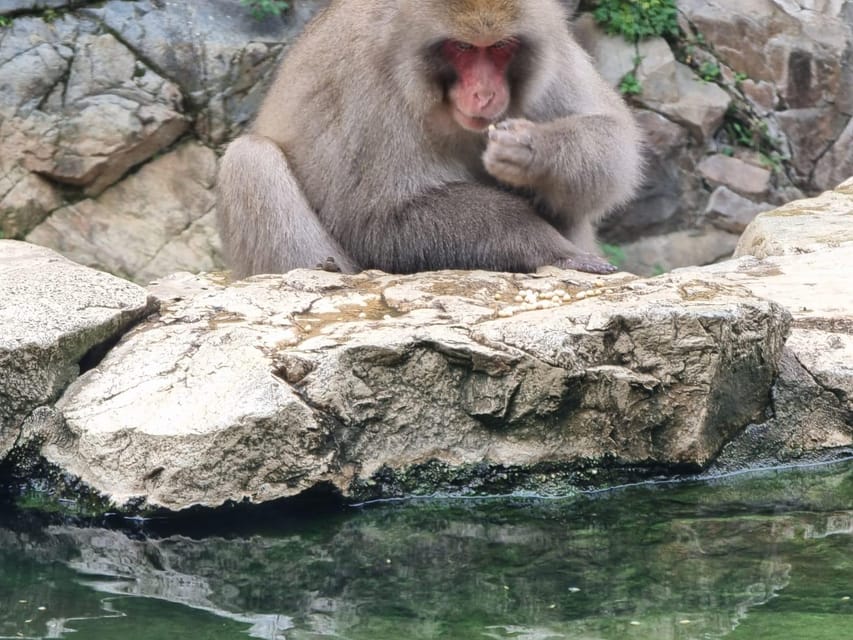 From Tokyo: Snow Monkey Private Customize Day Tour - Shibu Onsen, Obuse, and the art of choosing