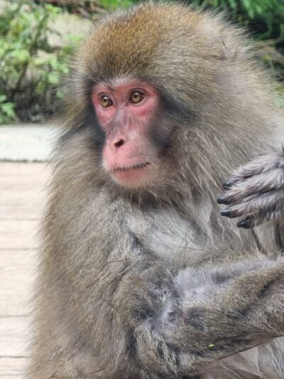 Snow Monkey Private Customize Day Tour