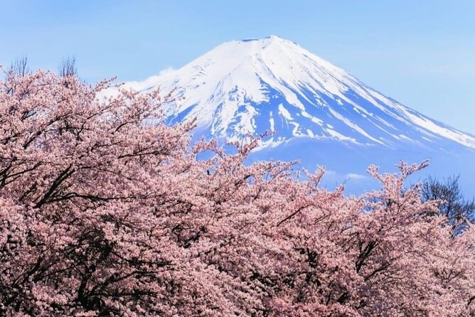 Mount Fuji & Lake Kawaguchi Day Trip with English-speaking Driver - Hananomiyako Park and seasonal flower fields