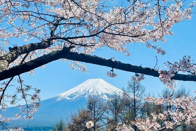 Mt. Fuji, Cherry Blossom & Shiba Sakura Pvt. Day Tour - Why a private vehicle helps on a Fuji day trip