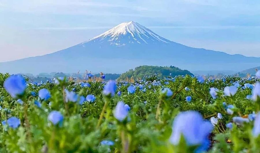 Mt. Fuji & Lake Kawaguchiko Ropeway Panorama Full-Day Tour - The famous Lawson Fuji photograph