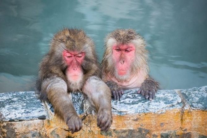 Nagano Snow Monkey 1 Day Tour with Beef Sukiyaki Lunch from Tokyo - Why this Tokyo day trip is worth the long ride