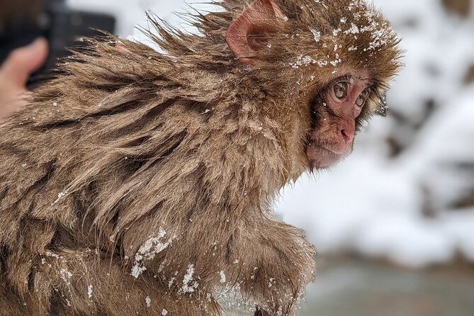 Nagano Snow Monkey 1 Day Tour with Beef Sukiyaki Lunch from Tokyo - The seasonal Kamakura snow huts