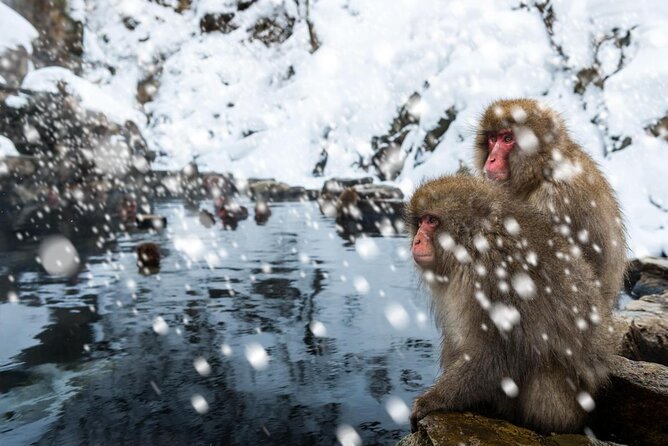 Nagano Snow Monkey 1 Day Tour with Beef Sukiyaki Lunch from Tokyo - How much time you really spend on the road