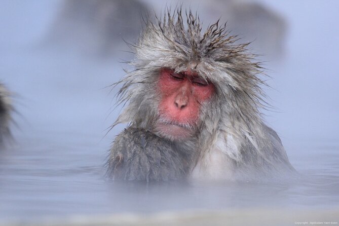 Nagano Snow Monkey 1 Day Tour with Beef Sukiyaki Lunch from Tokyo - Who will enjoy this tour most