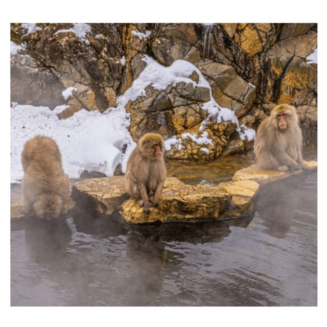 Nagano/Tokyo: Snow Monkey Private Day Tour At Lowest Rate - Obuse for Hokusai, chestnuts, and an easier afternoon