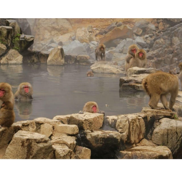 Nagano Tokyo: Snow Monkey Private Day Tour Hotel Pick & Drop - Snow monkeys first, then Nagano’s quieter corners