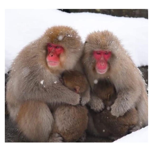 Nagano Tokyo: Snow Monkey Private Day Tour Hotel Pick & Drop - Shibu Onsen, old streets, and the question of soaking