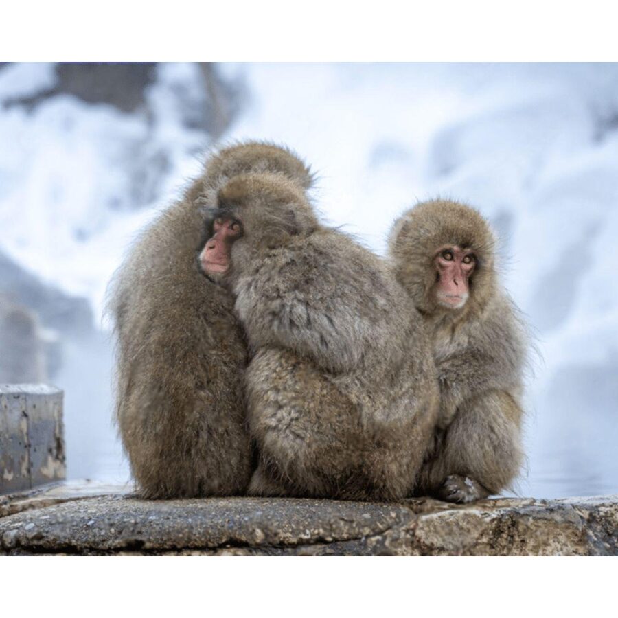 Nagano Tokyo: Snow Monkey Private Day Tour Hotel Pick & Drop - Obuse and the Hokusai connection