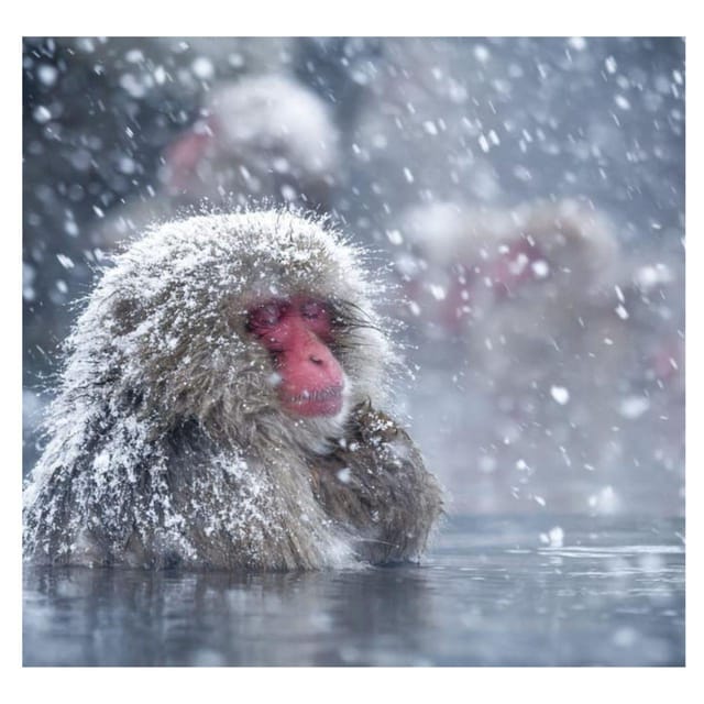 Nagano Tokyo: Snow Monkey Private Day Tour Hotel Pick & Drop - Matsushiro Castle Ruins and samurai-era Nagano