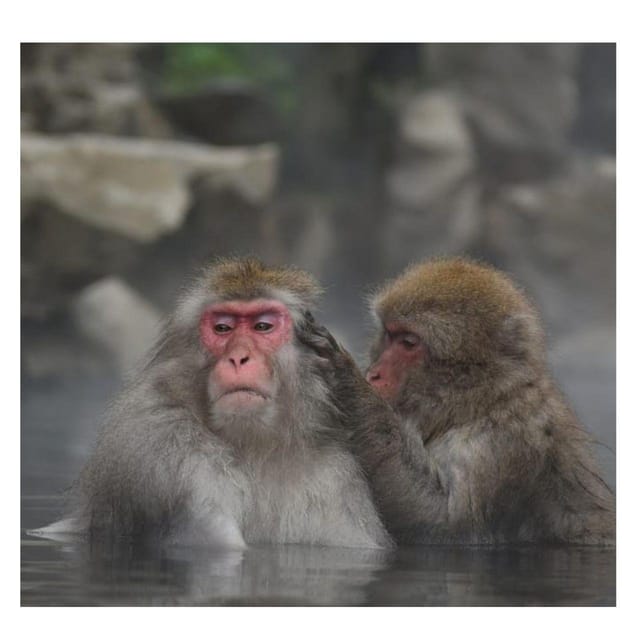 Nagano Tokyo: Snow Monkey Private Day Tour Hotel Pick & Drop - Togakushi Shrine and the parts that need confirmation