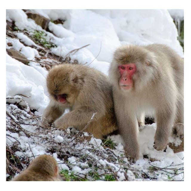 Nagano Tokyo: Snow Monkey Private Day Tour Hotel Pick & Drop - Jigokudani Monkey Park: the day’s star attraction