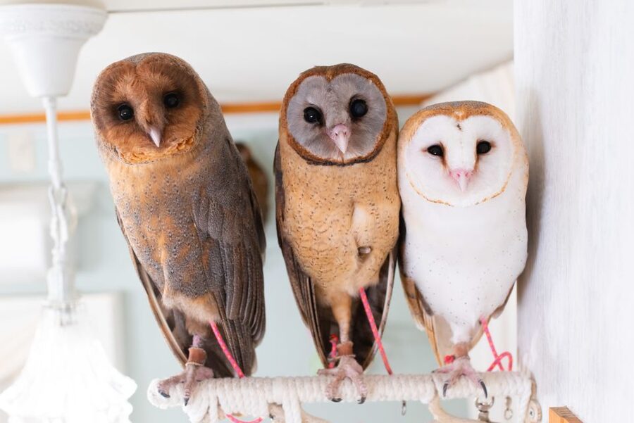 Owl Cafe Tokyo Akiba Fukurou - Key points at a glance