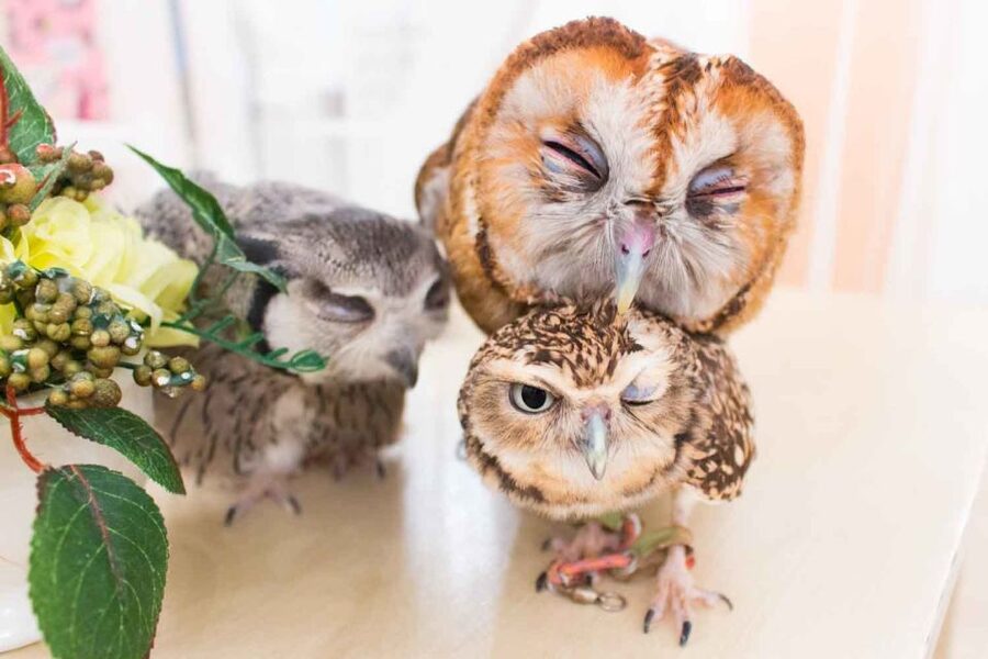 Owl Cafe Tokyo Akiba Fukurou - Practical advice for a smooth visit