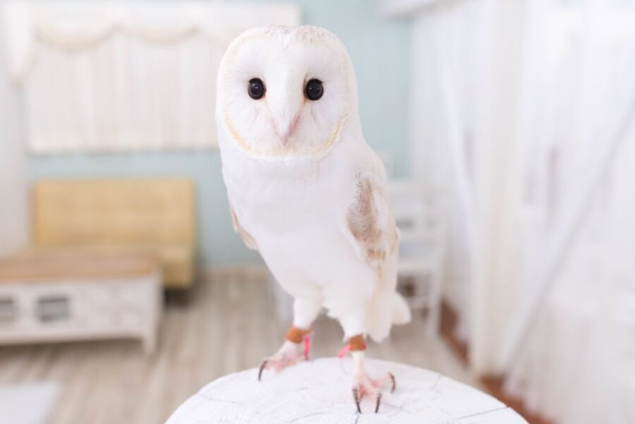 Owl Cafe Tokyo Akiba Fukurou - Touching soft feathers and holding an owl