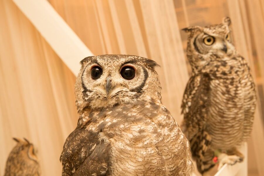 Owl Cafe Tokyo Akiba Fukurou - A quiet room with many kinds of owls