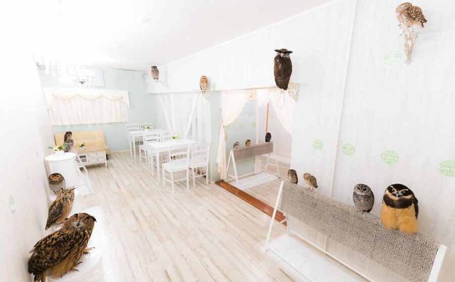 Owl Cafe Tokyo Akiba Fukurou - Photos that capture the moment