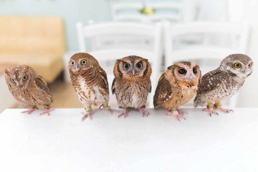 Owl Cafe Tokyo Akiba Fukurou - Saying goodbye and browsing next door
