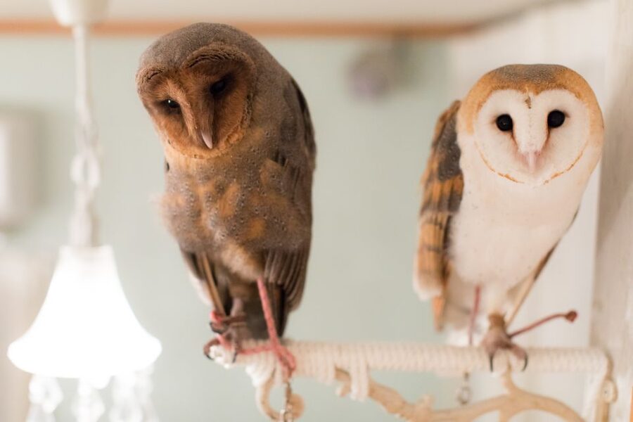 Owl Cafe Tokyo Akiba Fukurou - What the $35 price really buys you