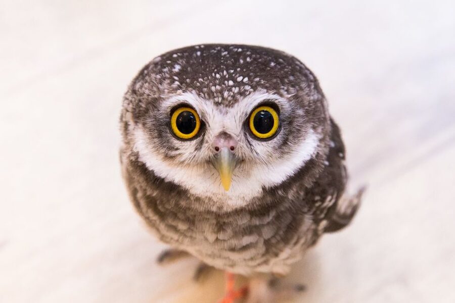 Owl Cafe Tokyo Akiba Fukurou - Who will enjoy Akiba Fukurou most