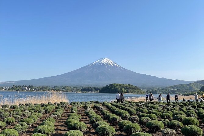 Private Tour to Mt Fuji and Hakone with English Speaking Driver - Why a private Mt Fuji day trip works from Tokyo