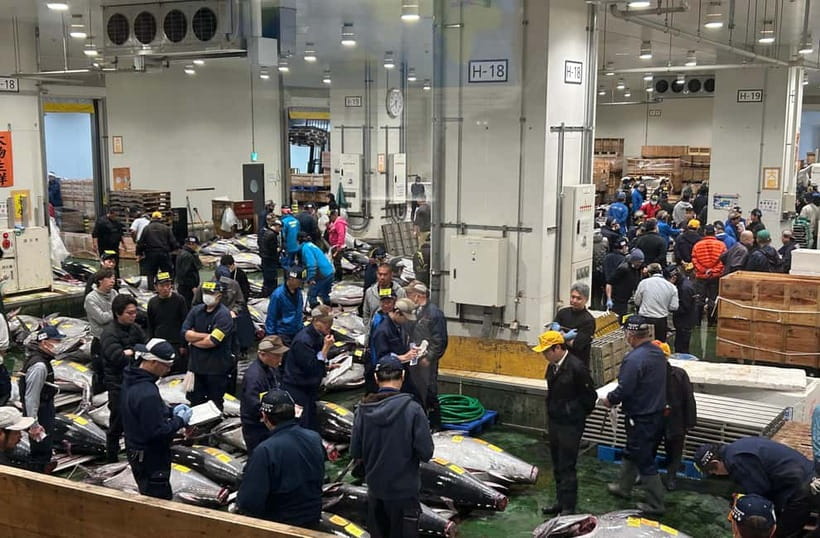 Private Toyosu & Tsukiji Market Adventure with Tuna Auction - The auction viewing lottery and second-floor backup